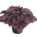 Variedad