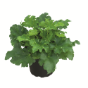 Variedad