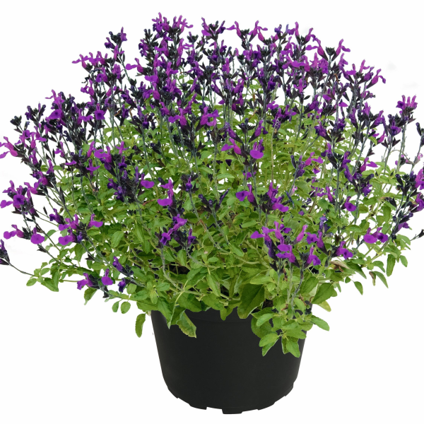 PURPLE 2026