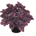 Variedad