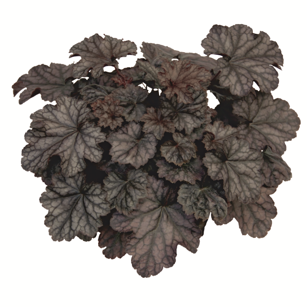 Variedad