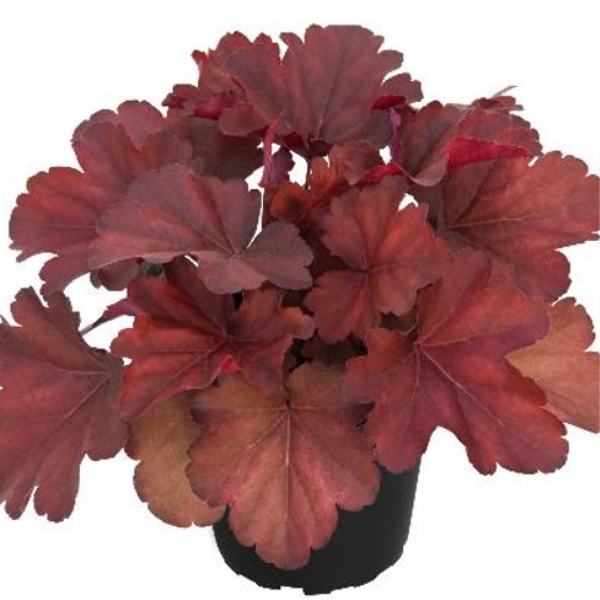 ROYAL RUBY